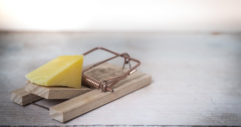 En musfälla med en bit ost i. Foto.