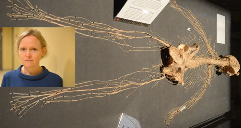 Porträtt på forskaren Kristin Samuelsson plus en bild på långa nervtrådar.