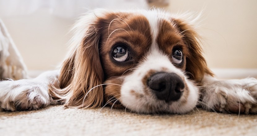 En hundvalp med stora bruna ögon. Foto.